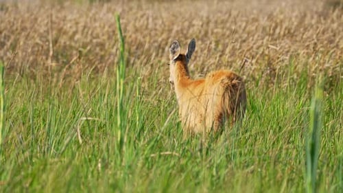 Marsh deer grazing and walking through dense grass, ears perked up