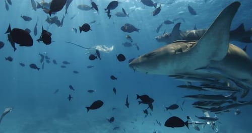 Underwater Ocean Life with Sharks with Tropical Fishes in Blue Sea Snorkeling with Nurse Sharks