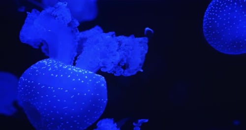 Illuminated blue jellyfish tentacles glowing in purple light in dark ocean setting. Spotted jelly Ma