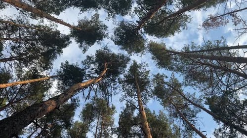 Konzentrieren Sie sich auf die Baumkronen des Kiefernwaldes