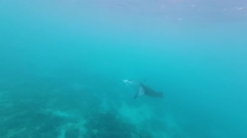 Manta ray swimming underwater in deep blue ocean water