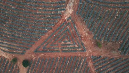Zenithal image of an agave field in Tequila, Jalisco 3
