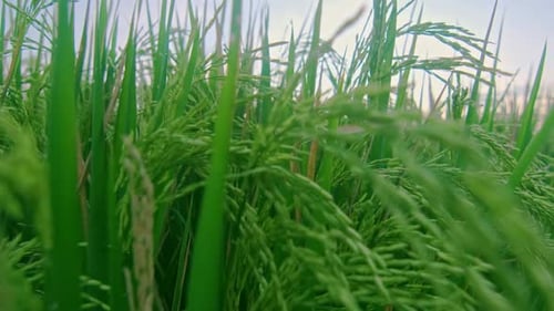 Campos de arroz de perto com grama e sementes verdes crescendo sob o céu claro da manhã