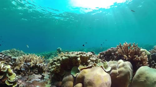 The Underwater World of a Coral Reef