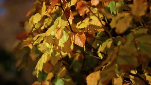 Close Up Bright Orange Leaves Hanging Lush Branches Sunny Day. Beautiful Autumn