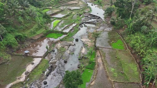 Aerial Perspective of Lush Green Rice Terraces in Southeast Asia Reflecting Traditional Farming