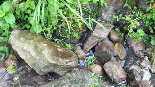 Fresh flowing stream rushing through woodland wilderness stones foliage