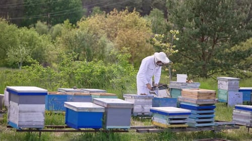 Male beekeeper puts on a protective hat on his head. Industrious apiculturist checking up his farm.