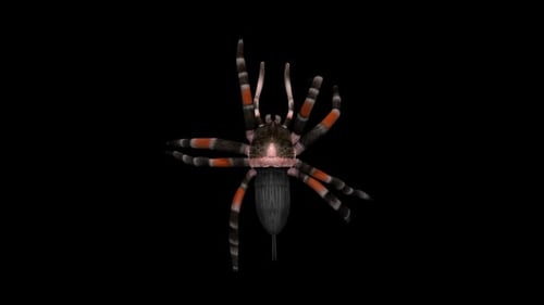 Tarantula Spider - Mexican Red Knee - Walk Loop - Top Close Up View - Alpha Chanel