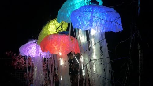 Colorful Jellyfish Decorations Glow at Night
