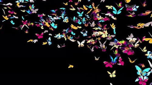 02 Schmetterling 4K