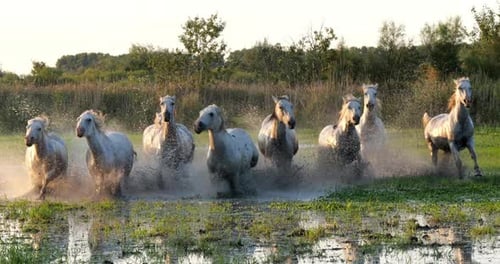 Camargue-Pferd, Herde, die durch den Sumpf trabt oder galoppiert, Saintes Marie de la Mer in der Camargue