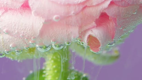 Delicate Purple Background