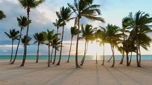 Tropischer Sandstrand mit Palmen bei Sonnenuntergang, Sonnenaufgang, durch die Baumstämme fliegende Dollyaufnahme aus der Luft,