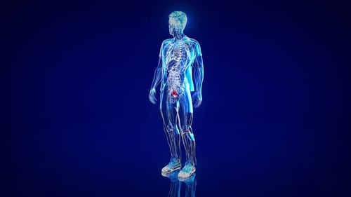 4K abstract animation of the bladder