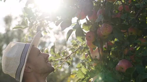 Man Picking Ripe Apples From a Tree