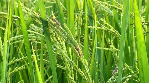 Paddy plants with green grains are infested with brown insect pests.