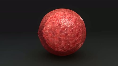 Detailed biological model of human cell
