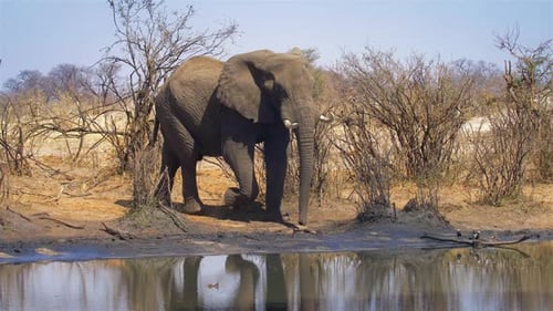 Éléphant d'Afrique marchant vers un point d'eau et buvant de l'eau