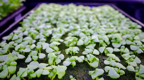 Garden cress grown with the Hydroponic method in a greenhouse