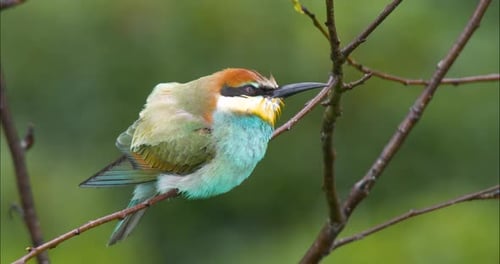 Colorful Bird Perched on Branch in Natural Habitat