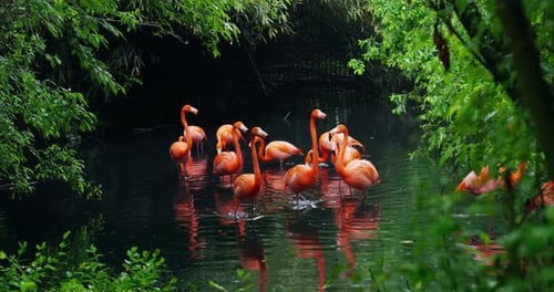 Flock of Flamingoes Standing in Water