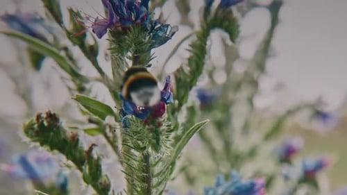 Abeja en vuelo entre coloridos