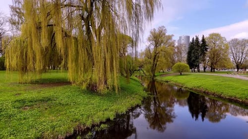 Weeping Willow Tree By The Pond At Victory Park In Riga, Latvia. ascending drone shot