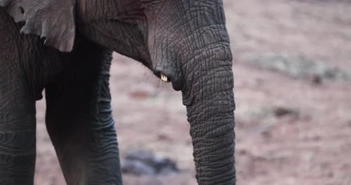 Closeup Of Elephant Calf's Trunk While Feeding. African Savanna Elephant In Aberdare, Kenya.