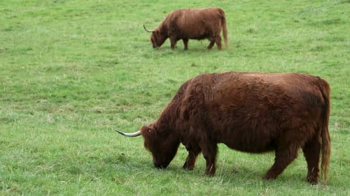Two Highland Cows In A Green Field, Steady Cam.