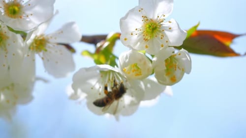 Honeybee Pollinating Delicate White Spring Blossoms