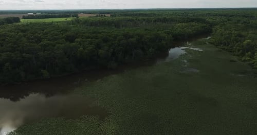 Swamp Densely Covered With Floating Plants. Forest Woods In The Background. Aerial Shot
