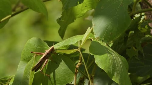 Grasshopper Resting Peacefully on Green Leaves