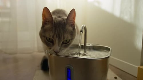 Cat Drinking From Pet Water Fountain