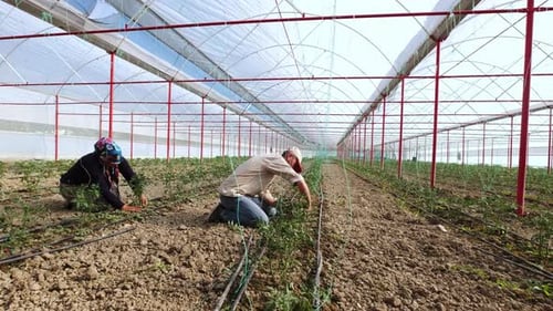 Adults Working in a Rural Greenhouse