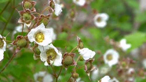 Western honey bee gathers pollen, flies to another flower. Slow motion.