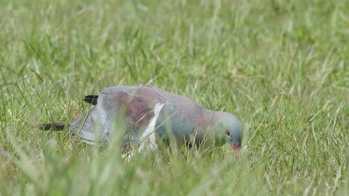 Paloma de madera de Kereru picoteando comida en el suelo cubierto de hierba. - primer plano