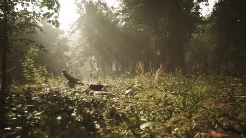 Sunlight Filters Through Trees in a Serene Forest Landscape