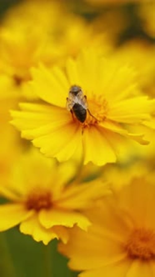 Bee harvesting pollen from flower. Background with beautiful yellow flowers, close up