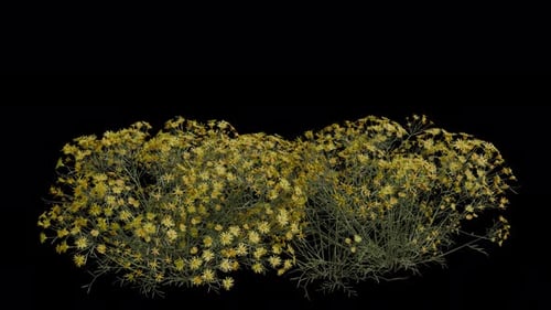 Shrub Field blowing in the wind Loop Animation. Wind blows the Shrub Plant. Alpha Channel