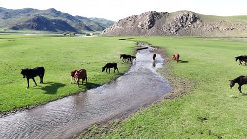 Horses Crossing A Stream
