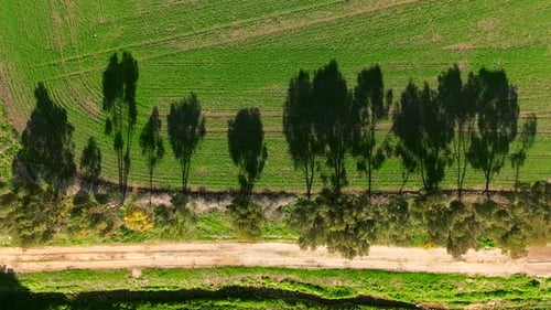 Tree line and Green landscape on a beautiful clear day