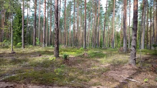 Summer Coniferous Forest 01