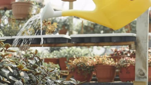 Watering Plants Inside Bright Greenhouse with Yellow Can