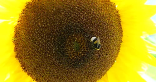 Bumblebee Crawling Across the Center of a Sunflower