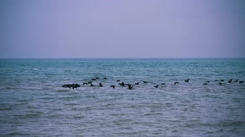 A flock of birds flying just above the sea surface