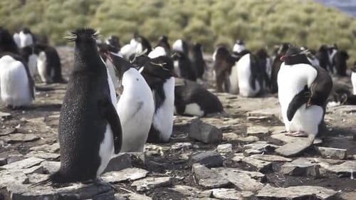 Southern rockhopper penguin preening and scratching in colony