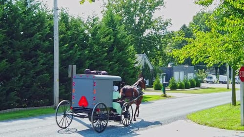 An Amish Horse and Buggy with a Female Riding Outside the Buggy Trotting on a Country Road on a Sunn