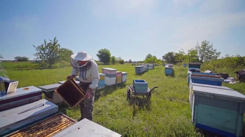 Apiary in summer. Beekeeper working with beehives on a bee farm in the countryside.