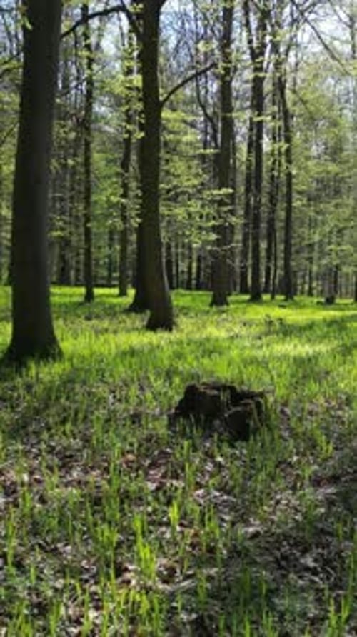 Moving in spring forest with sunshine